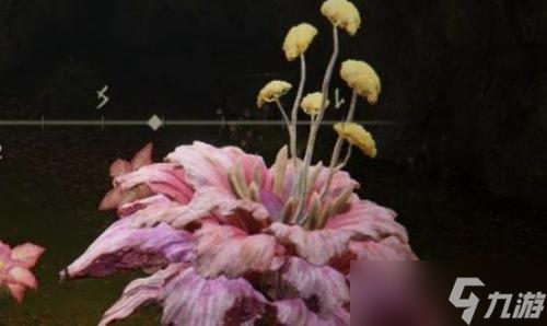 艾尔登法环粉色花攻略_艾尔登法环
